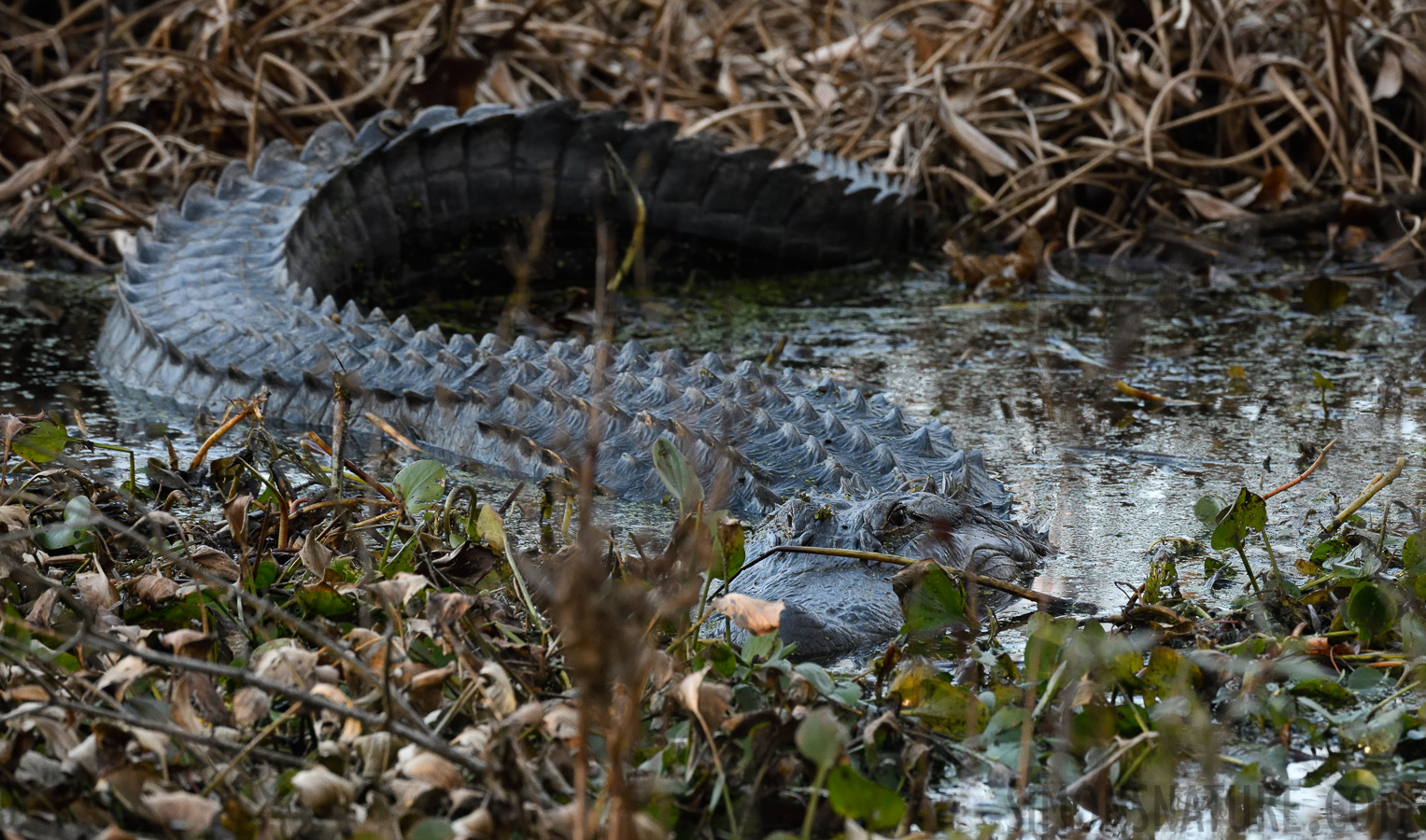 Alligator mississippiensis [400 mm, 1/320 Sek. bei f / 8.0, ISO 2500]